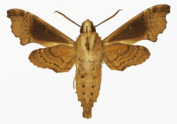 /filer/webapps/moths/media/images/C/camerounensis_Temnora_AM_Basquin_01b.jpg