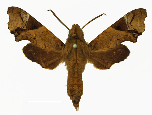 /filer/webapps/moths/media/images/C/camerounensis_Temnora_AM_Basquin_02a.jpg