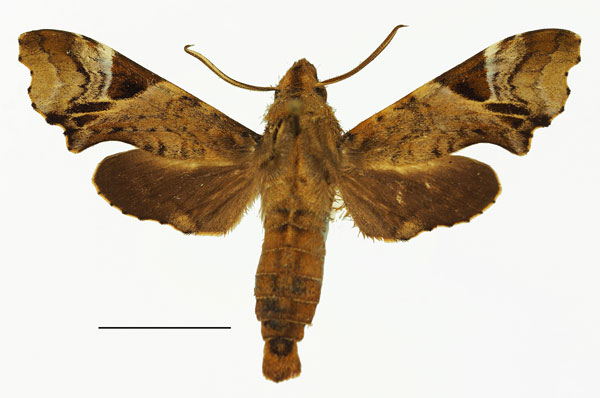 /filer/webapps/moths/media/images/C/camerounensis_Temnora_AM_Basquin_03a.jpg