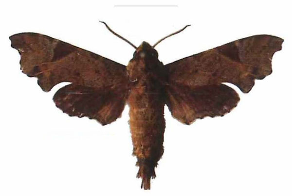 /filer/webapps/moths/media/images/C/camerounensis_Temnora_AM_EMEM.jpg