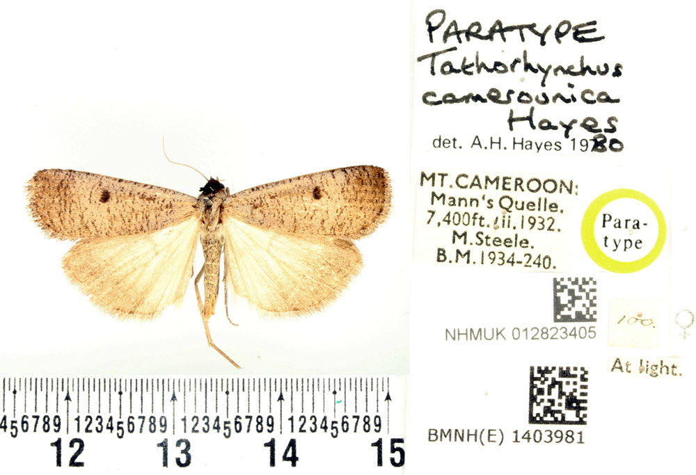 /filer/webapps/moths/media/images/C/camerounica_Tathorhynchus_PTF_BMNH_01.jpg