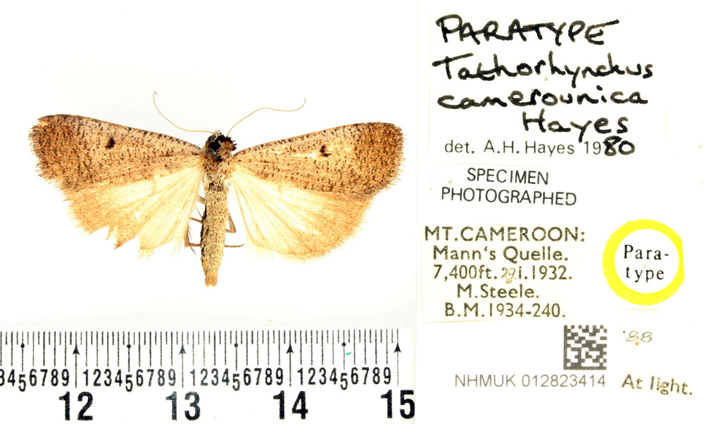 /filer/webapps/moths/media/images/C/camerounica_Tathorhynchus_PTF_BMNH_02.jpg