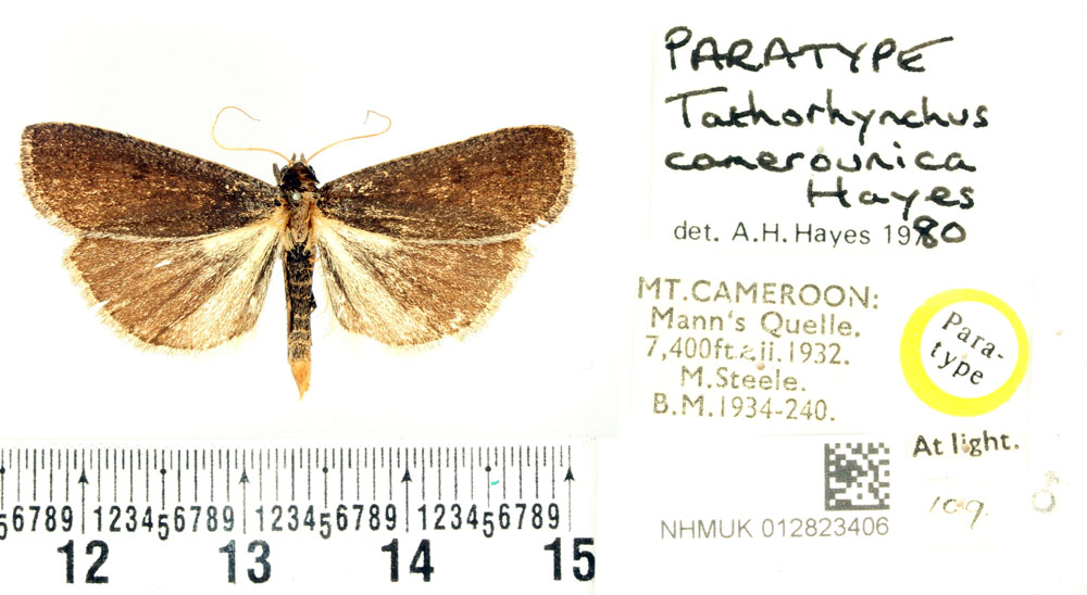 /filer/webapps/moths/media/images/C/camerounica_Tathorhynchus_PTM_BMNH.jpg