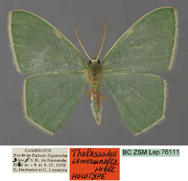 /filer/webapps/moths/media/images/C/camerunalta_Thalassodes_HT_ZSM_01_3d6a8Tw.jpg