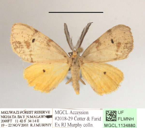 /filer/webapps/moths/media/images/C/camerunensis_Geodena_A_MGCL_01.JPG