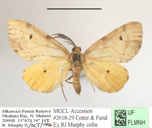 /filer/webapps/moths/media/images/C/camerunensis_Geodena_A_MGCL_02.JPG