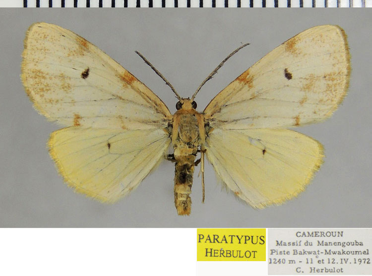 /filer/webapps/moths/media/images/C/camerunensis_Geodena_PTF_ZSM.jpg