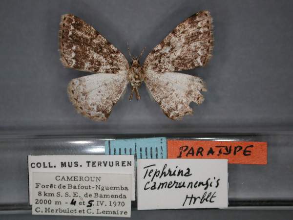 /filer/webapps/moths/media/images/C/camerunensis_Luxiaria_PT_RMCA_01.jpg