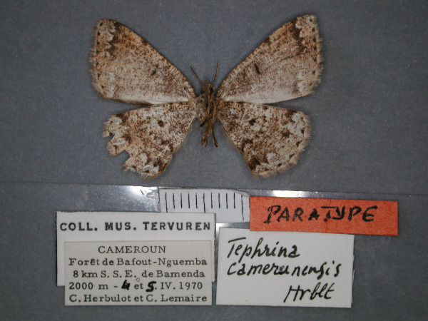 /filer/webapps/moths/media/images/C/camerunensis_Luxiaria_PT_RMCA_02.jpg