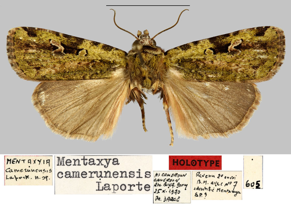 /filer/webapps/moths/media/images/C/camerunensis_Mentaxya_HT_MNHN.jpg