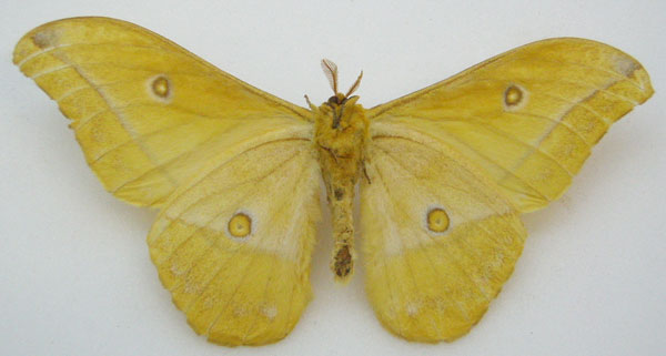 /filer/webapps/moths/media/images/C/camerunensis_Nudaurelia_HT_NHMUKb.jpg