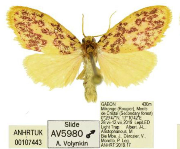 /filer/webapps/moths/media/images/C/camerunensis_Palaeugoa_AM_ANHRT_01.jpg