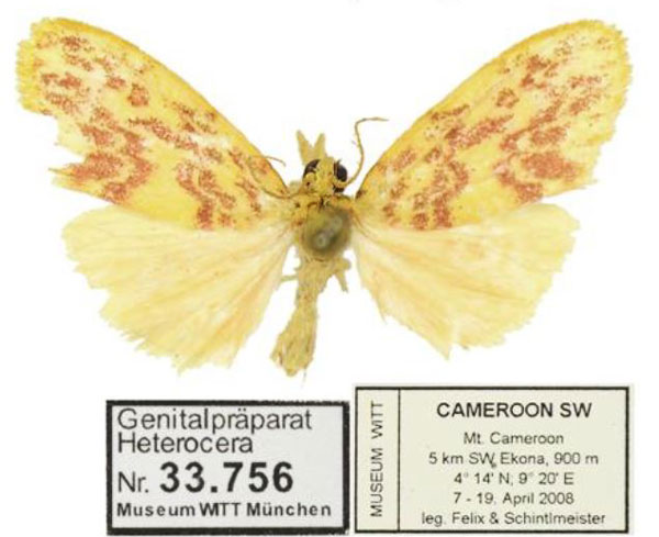 /filer/webapps/moths/media/images/C/camerunensis_Palaeugoa_AM_ZSM.jpg
