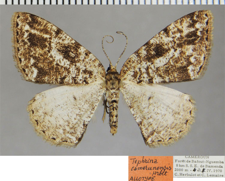 /filer/webapps/moths/media/images/C/camerunensis_Tephrina_AT_ZSM.jpg