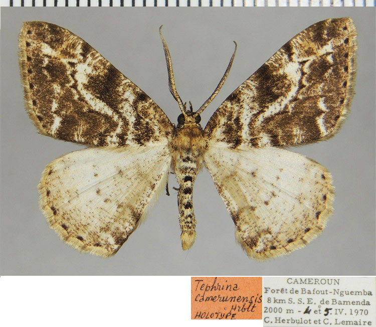 /filer/webapps/moths/media/images/C/camerunensis_Tephrina_HT_ZSMa.jpg