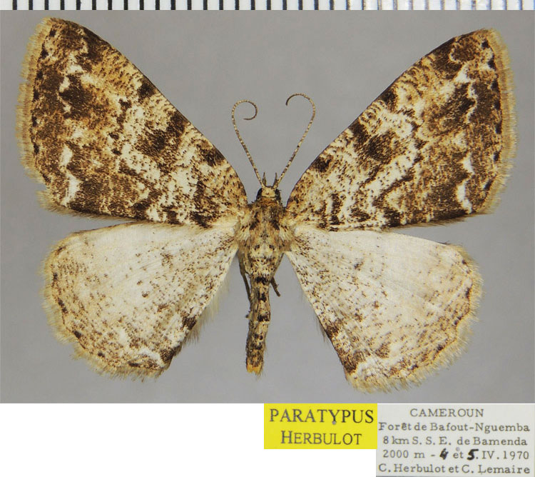 /filer/webapps/moths/media/images/C/camerunensis_Tephrina_PTM_ZSM.jpg