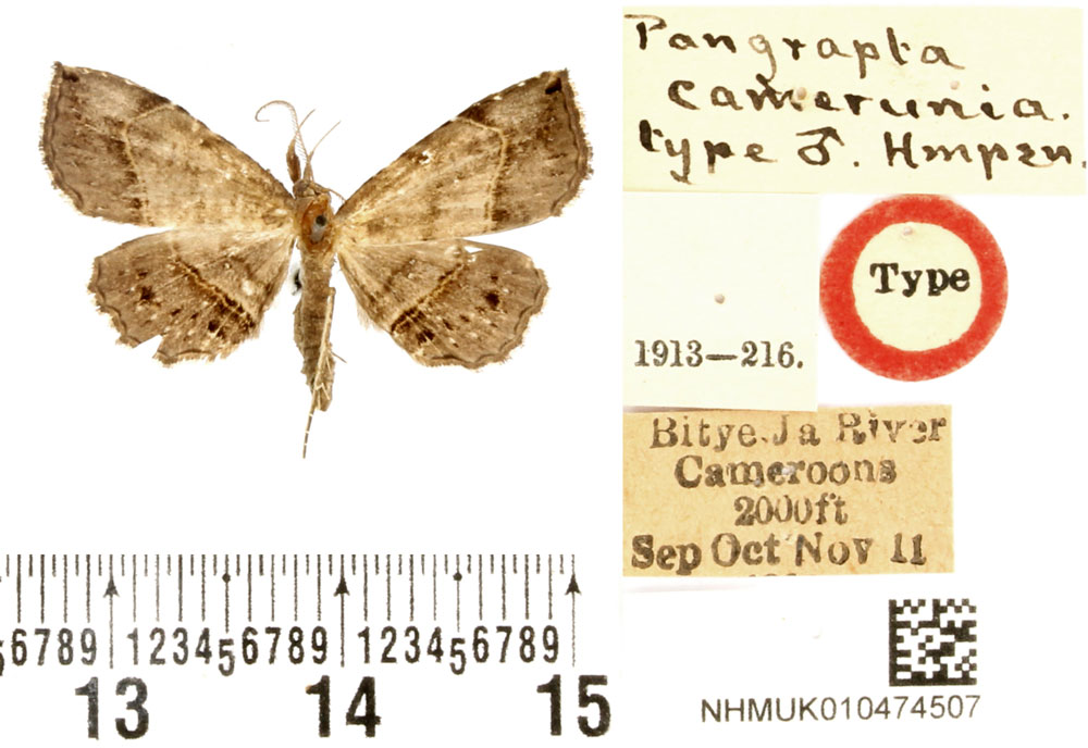/filer/webapps/moths/media/images/C/camerunia_Pangrapta_HT_BMNH.jpg