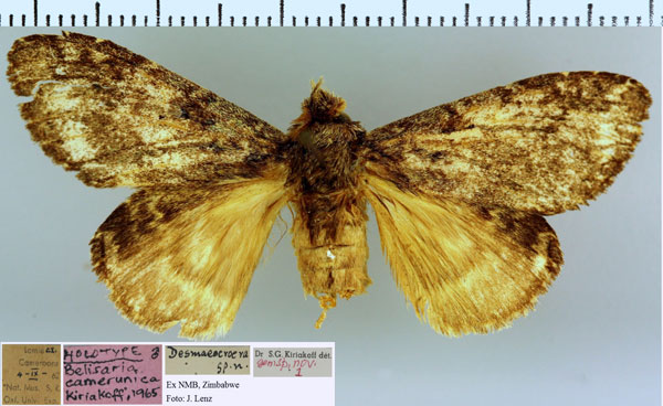 /filer/webapps/moths/media/images/C/camerunica_Belisaria_HT_NMB.jpg