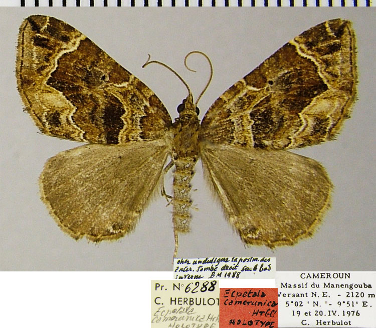 /filer/webapps/moths/media/images/C/camerunica_Ecpetala_HT_ZSMa.jpg