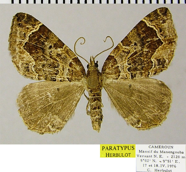 /filer/webapps/moths/media/images/C/camerunica_Ecpetala_PTM_ZSM.jpg