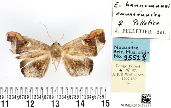 /filer/webapps/moths/media/images/C/camerunica_Episparis_AF_BMNH.jpg