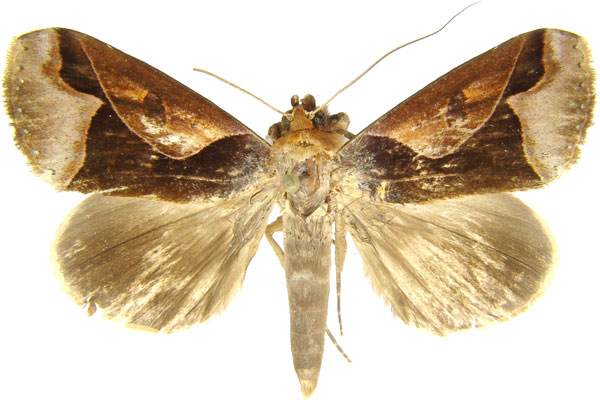 /filer/webapps/moths/media/images/C/camerunica_Euminucia_AM_MCJM.jpg