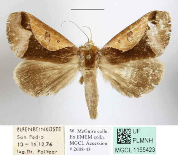 /filer/webapps/moths/media/images/C/camerunica_Euminucia_A_MGCLa_01.JPG