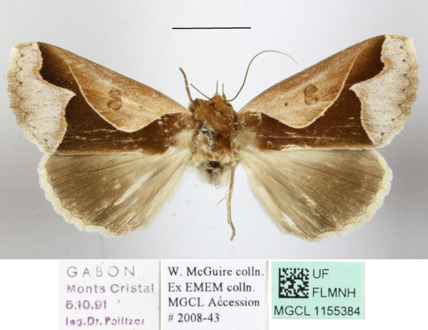 /filer/webapps/moths/media/images/C/camerunica_Euminucia_A_MGCLa_02.JPG