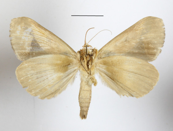 /filer/webapps/moths/media/images/C/camerunica_Euminucia_A_MGCLb_01.JPG