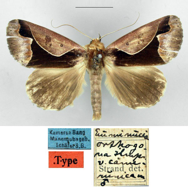 /filer/webapps/moths/media/images/C/camerunica_Euminucia_HT_ZMHB_8dvLGNE.jpg