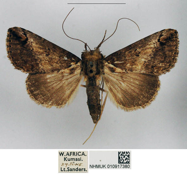 /filer/webapps/moths/media/images/C/camerunica_Gigantoceras_AM_NHMUK.jpg