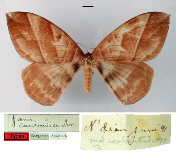/filer/webapps/moths/media/images/C/camerunica_Jana_HT_SNHM.jpg