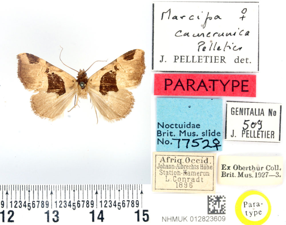 /filer/webapps/moths/media/images/C/camerunica_Marcipa_PTF_BMNH.jpg
