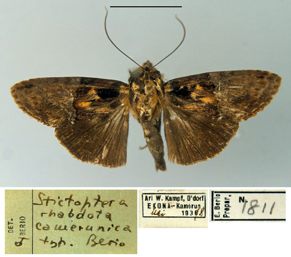 /filer/webapps/moths/media/images/C/camerunica_Stictoptera_HT_MSNM.jpg