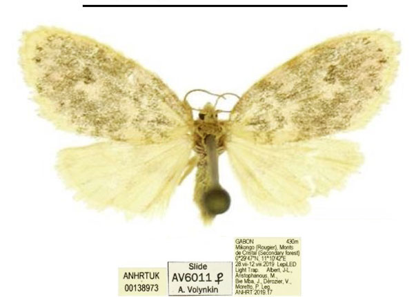 /filer/webapps/moths/media/images/C/camilla_Afrasura_AF_ANHRT.jpg