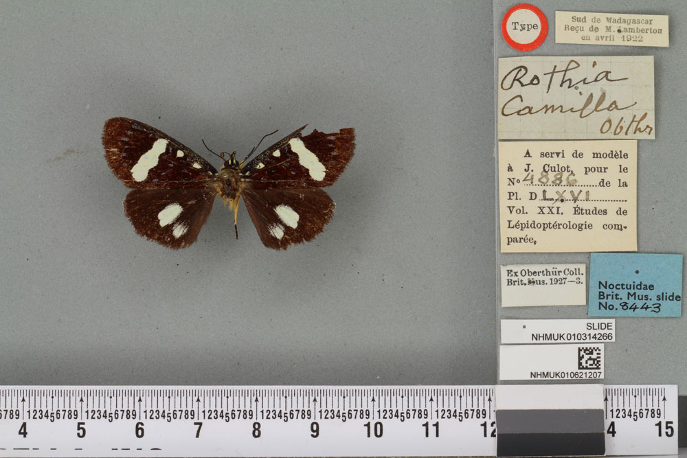 /filer/webapps/moths/media/images/C/camilla_Rothia_HT_BMNHa.jpg