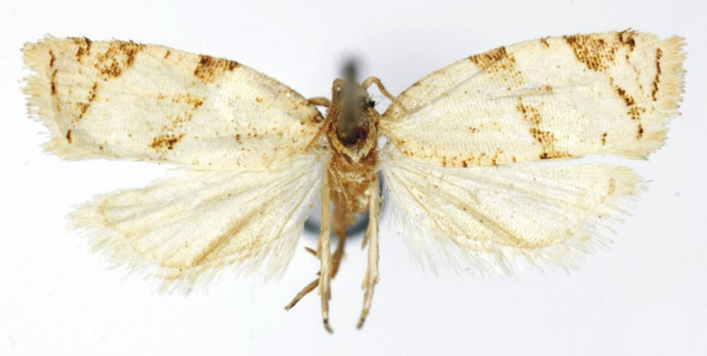 /filer/webapps/moths/media/images/C/caminosa_Orilesa_HT_RMCA.jpg