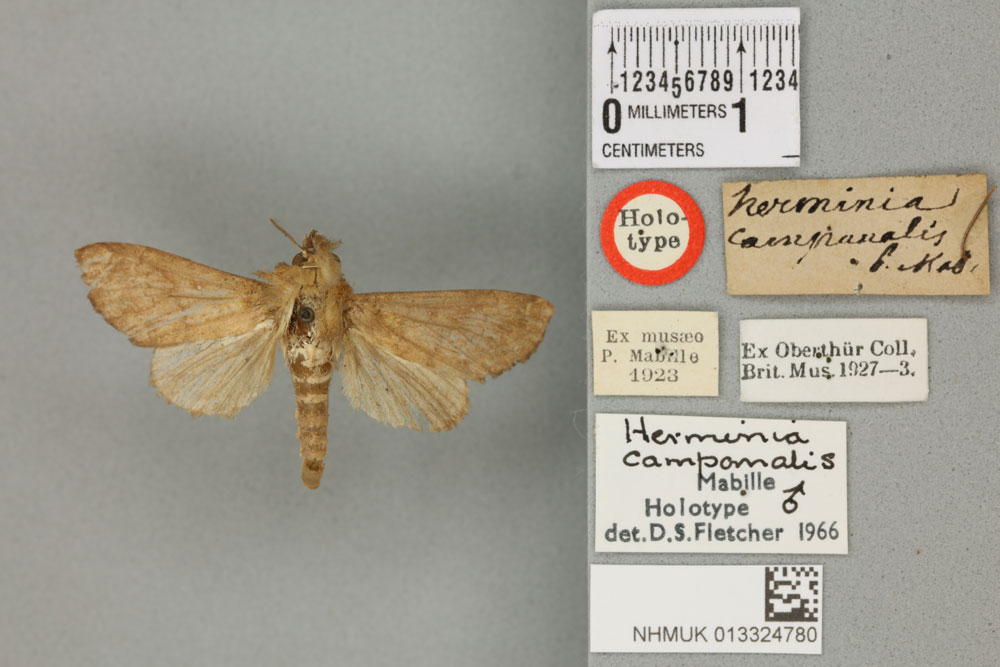 /filer/webapps/moths/media/images/C/campanalis_Herminia_HT_BMNHa.jpg