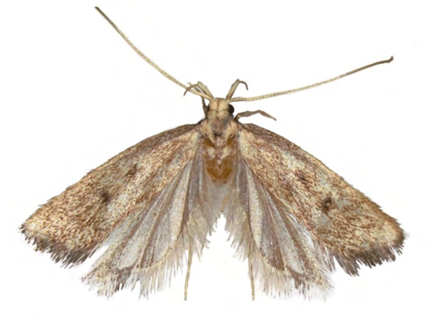 /filer/webapps/moths/media/images/C/campanella_Eridachtha_PTF_NHMUK.jpg