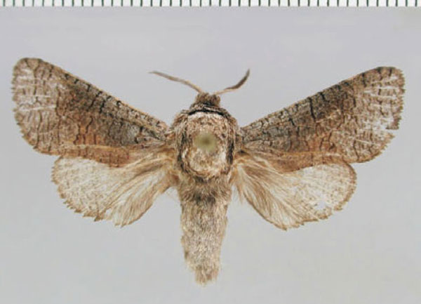 /filer/webapps/moths/media/images/C/camparia_Brachylia_PTM_ZMHB.jpg