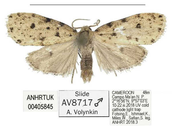 /filer/webapps/moths/media/images/C/campo_Siccia_HT_ANHRT.jpg