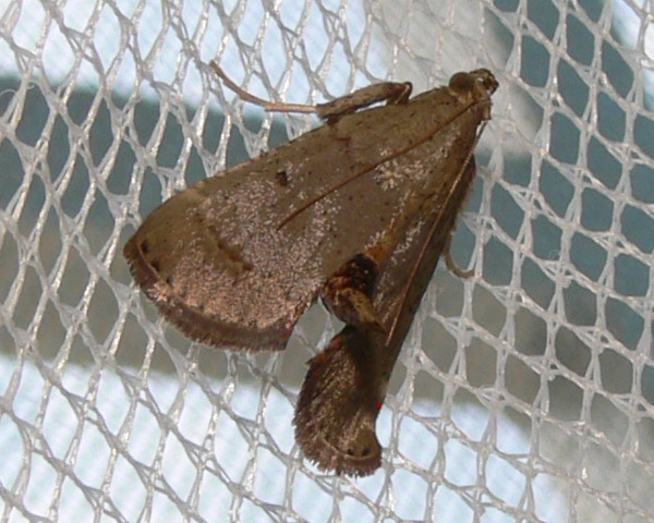 /filer/webapps/moths/media/images/C/camptoceralis_Cassouodes_A_Goff_02.JPG