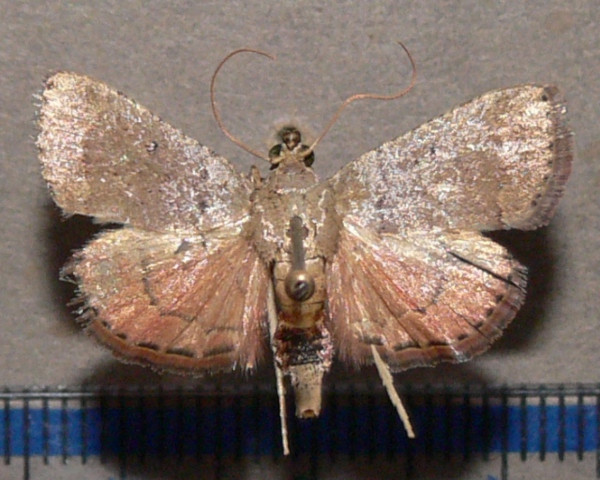 /filer/webapps/moths/media/images/C/camptoceralis_Cassouodes_A_Goffa_01.JPG