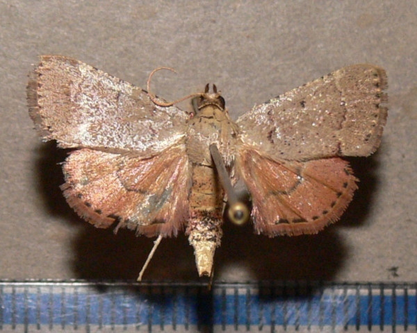/filer/webapps/moths/media/images/C/camptoceralis_Cassouodes_A_Goffa_03.JPG
