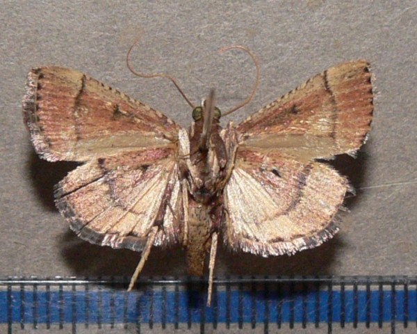 /filer/webapps/moths/media/images/C/camptoceralis_Cassouodes_A_Goffb_01.JPG