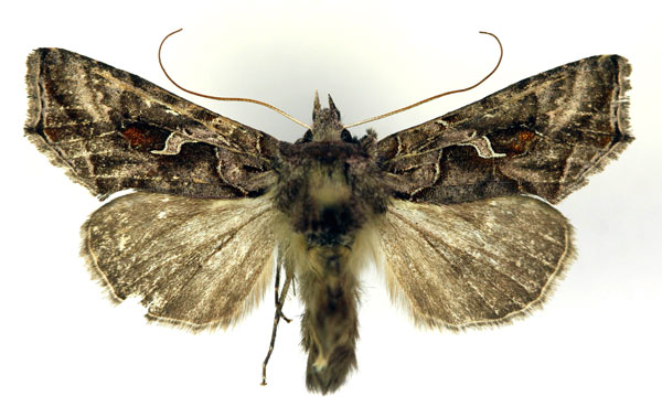 /filer/webapps/moths/media/images/C/camptogamma_Ctenoplusia_AM_RMCA.jpg