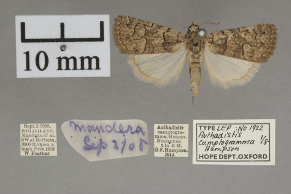 /filer/webapps/moths/media/images/C/camptogramma_Authadistis_PT_OUMNH.jpg