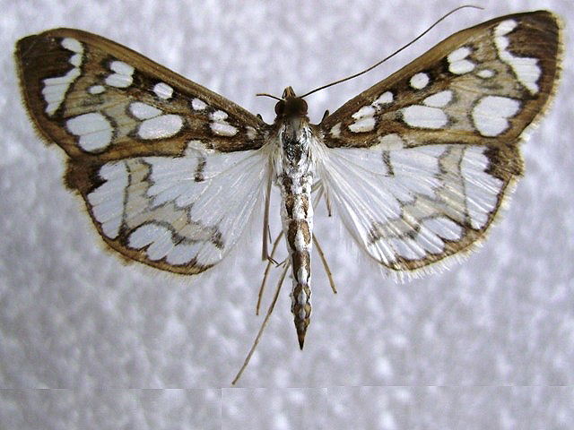 /filer/webapps/moths/media/images/C/camptozona_Polythlipta_A_Buckham-Bonnet.jpg