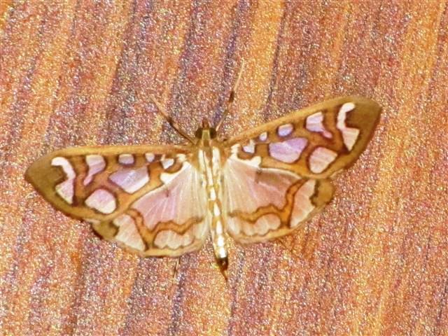 /filer/webapps/moths/media/images/C/camptozona_Polythlipta_A_Stanton.jpg