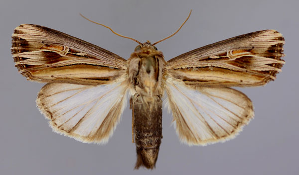 /filer/webapps/moths/media/images/C/campyla_Campydelta_A_RMCA_01.jpg